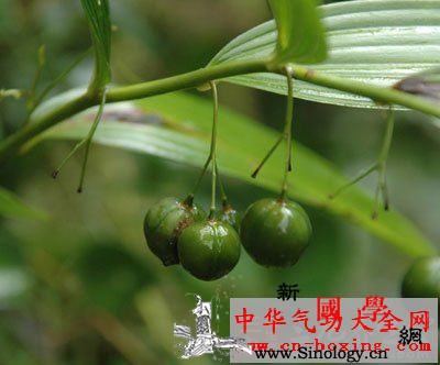 黄精酒_家蚕-浸膏-腹腔-血糖-