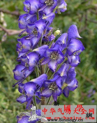 茵芋酒_土茯苓-乌头-附子-阳虚-