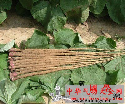 牛蒡桑椹酒_伪品-同科-卵形-牛蒡-