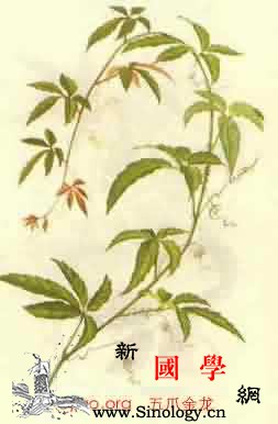 五叶藤_裂片-块根-生境-雄蕊-