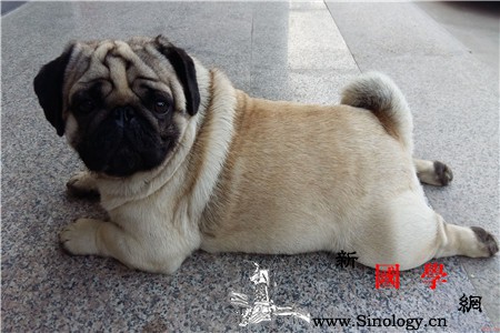 酒窝会遗传吗?_显性-隐性-酒窝-爸妈-遗传优生