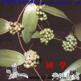 土茯苓_根状茎-土茯苓-叶柄-基部-