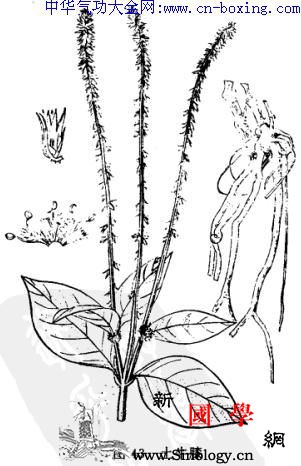 土牛膝_土牛-雄蕊-牛膝-白喉-