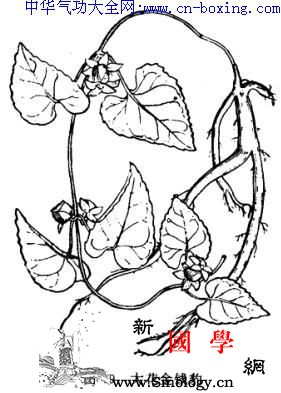 土党参_土党参-裂片-子房-基部-