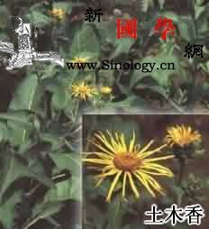 土木香_木质部-土木-基部-木香-