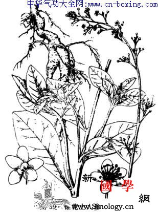 土人参_土人-卵形-基部-分枝-