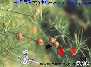 天冬_音名-叶腋-天门冬-天冬-