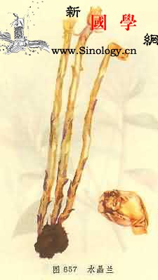 水晶兰_锁匙-水兰-草科-音名-