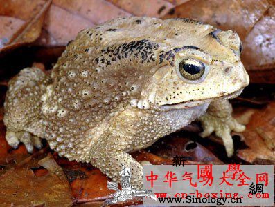 蟾蜍酒_蟾蜍-瓷罐-酌减-黄酒-