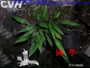 射鸡尾_骨牌-月经不调-利尿-鳞片-