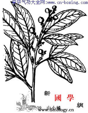 山小橘_复叶-花序-疝气-肿痛-