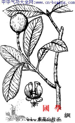 山竹子_雄蕊-卵形-花序-患处-