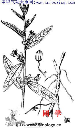 山芝麻_柔毛-雄蕊-芝麻-患处-