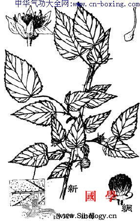 山莓_音名-萼片-柔毛-阳坡-