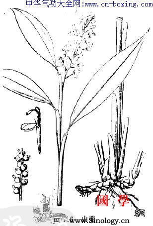 山姜_林下-劳伤-柔毛-根茎-