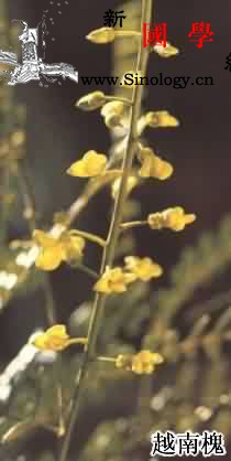 山豆根_北豆根-根状茎-柔毛-山豆根-