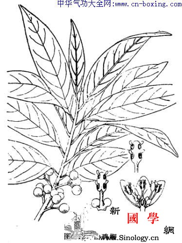 山苍子_雄蕊-子叶-枸橼-挥发油-