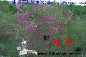 沙柳_音名-柔毛-生境-斑疹-