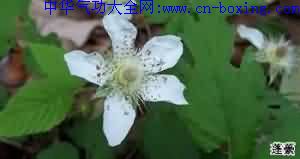 三月泡_惊风-连钱草-腺毛-柔毛-