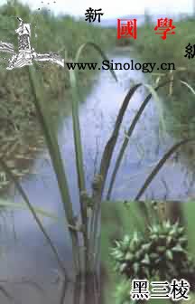 三棱_雌花-雄花-块茎-须根-