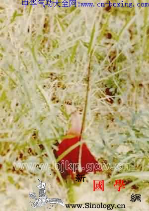 三裂叶犁头尖_犁头-天南星-生境-块茎-