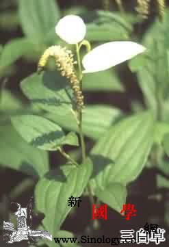 三白草_总状花序-蒴果-叶柄-卵形-