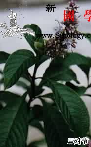 三对节_甘露醇-林下-雄蕊-组织胺-