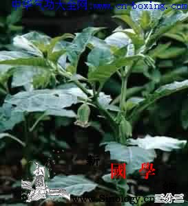 三分三_莨菪-花萼-丽江-基部-