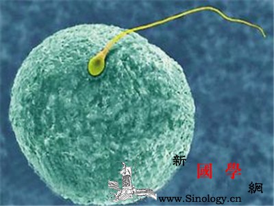 精子活力多少正常_世界卫生组织-活动力-性腺-精液-不孕不育