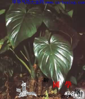 千年健_南星-针状-挥发油-根茎-