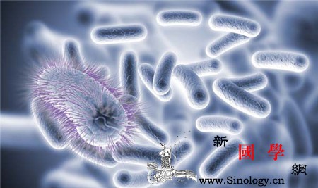 尖锐湿疣和珍珠疹的区别有哪些这些不同之处一_丘疹-尖锐湿疣-阴茎-患者-两性知识