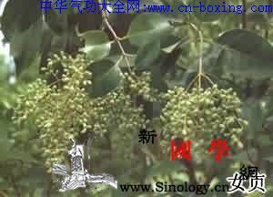 女贞子_女贞子-果酸-女贞-果实-