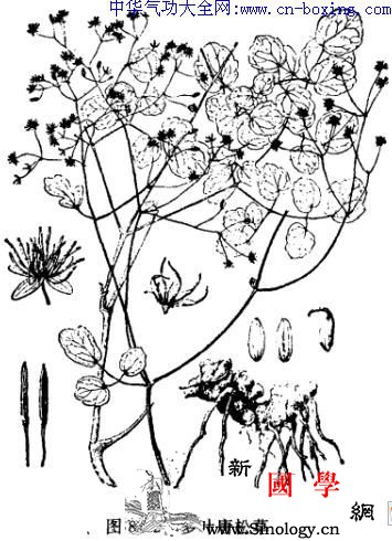 马尾连_马尾-复叶-卵形-柱头-