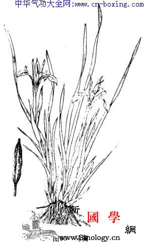 马蔺_马蔺-花被-浸膏-马莲-