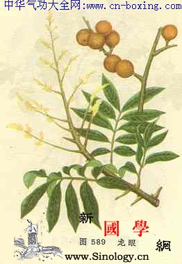 龙眼树皮_疳疮-杀虫-韧皮部-树皮-