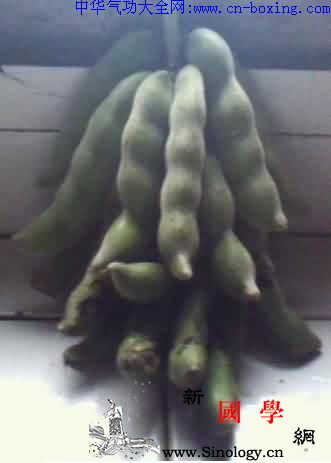 龙爪豆_音名-颠茄-生境-豆科-