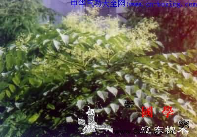 龙牙楤木叶_辽东-花梗-阿拉伯-基部-