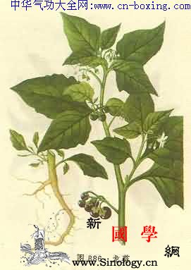 龙葵_柔毛-老鸦-澳洲-止痒-