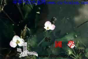 龙舌草_贵阳-药草-化痰-水车-