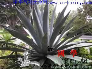 龙舌兰_花被-花序-植株-叶片-