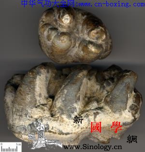 龙齿_日华-珐琅质-磷灰石-臼齿-