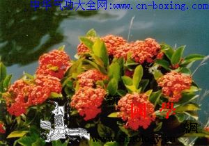 龙船花_裂片-花序-龙船-花冠-