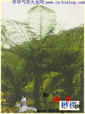 龙骨风_林下-维管束-滤液-飞天-