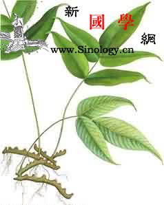 龙头节肢蕨_生境-基部-根茎-龙头-