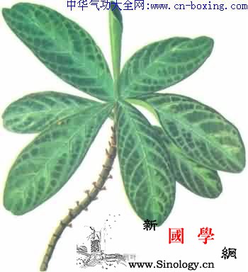 龙利叶_雌花-南宁市-柔毛-花萼-
