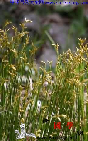 龙须草_龙须草-线形-浙江-辞典-