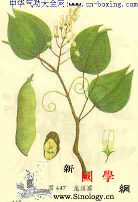 龙须藤_音名-滤液-生物碱-氯仿-