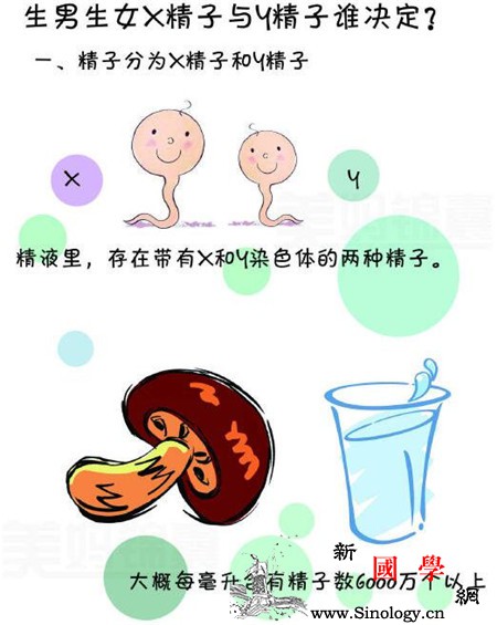 生男?生女?影响X精子和Y精子存活率的因素_存活率-精子-因素-影响-生男生女