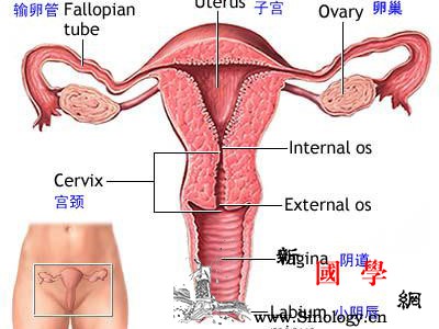 月经后有褐色分泌物_排卵期-白带-分泌物-病变-孕前检查