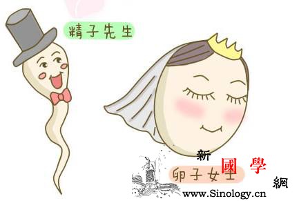 如何提高精子活力？_附睾-活动力-禁欲-精子-不孕不育